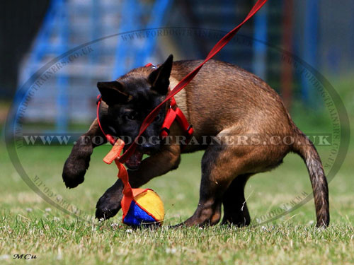 Dog Bite Training Toys